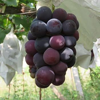 Amazon.co.jp: ITANSE ぶどう ピオーネの苗木【果樹 1～2年生